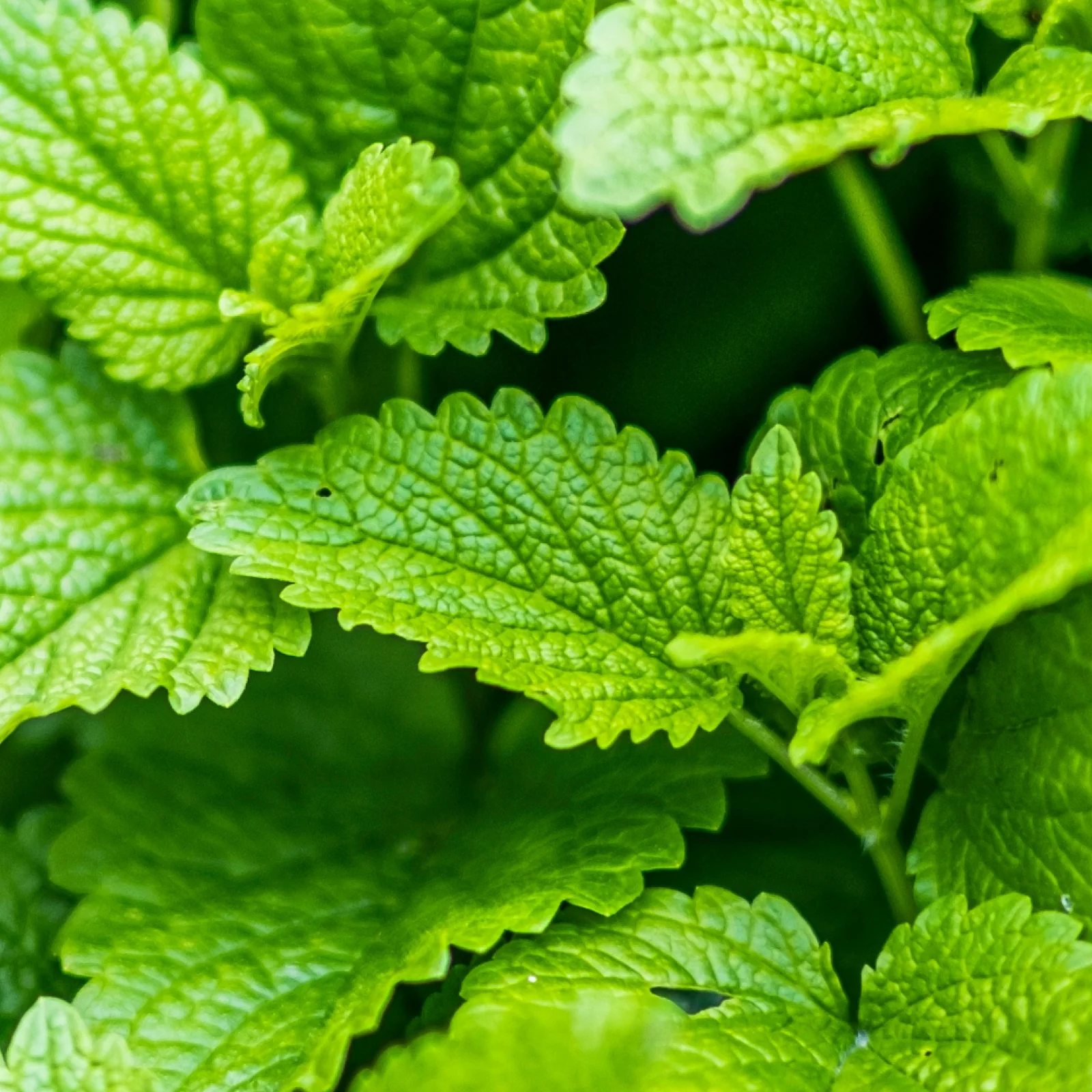 Daily Care 25MG THC-Free CBD Oil - Image 5